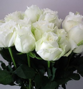 Fresh Cut Flower Rose -Tineke