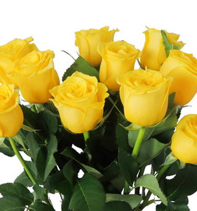 Fresh Cut Flower Rose -Grigio Rasso