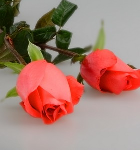 Fresh Cut Flower Rose -Movie Star Rose
