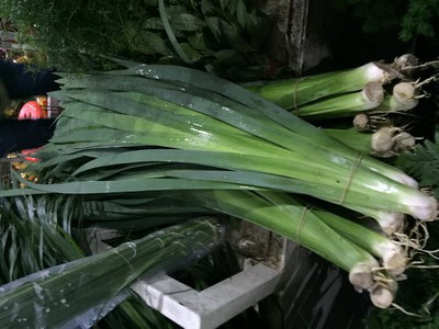 Greenery and Foliage-07