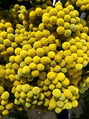 Greenery and Foliage-Golden Ball