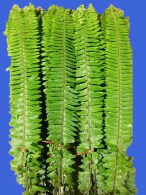 Greenery and Foliage-sword Fern