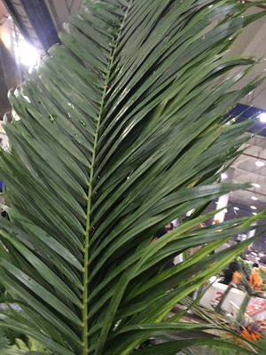 Greenery and Foliage-Robelline