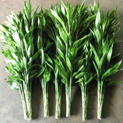 Greenery and Foliage-Lucky Bamboo