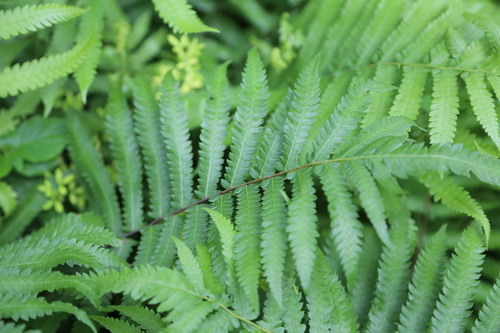 Greenery and Foliage-Fern Frond