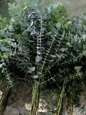 Greenery and Foliage-Eucalyptus 001