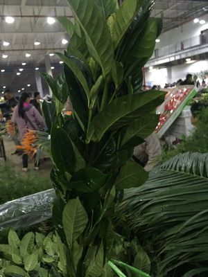 Greenery and Foliage-Gardenia Leaves