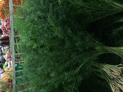 Greenery and Foliage-Lucid asparagus
