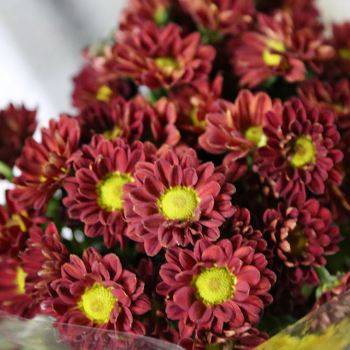 Daisy Chrysanthemum-01