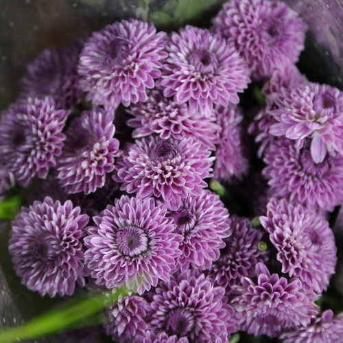 Daisy Chrysanthemum-05