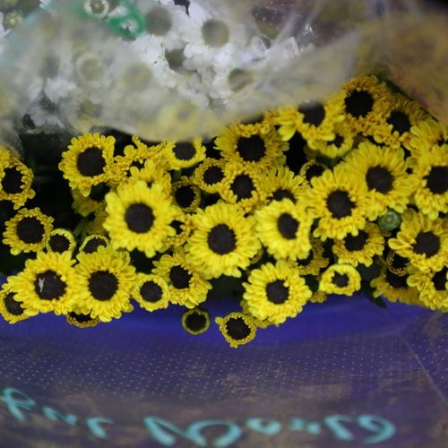 Daisy Chrysanthemum-08