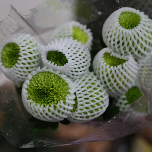 PingPong Chrysanthemum-03