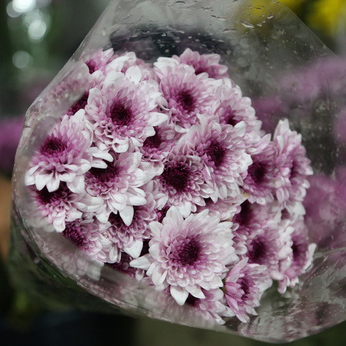 Daisy Chrysanthemum-11