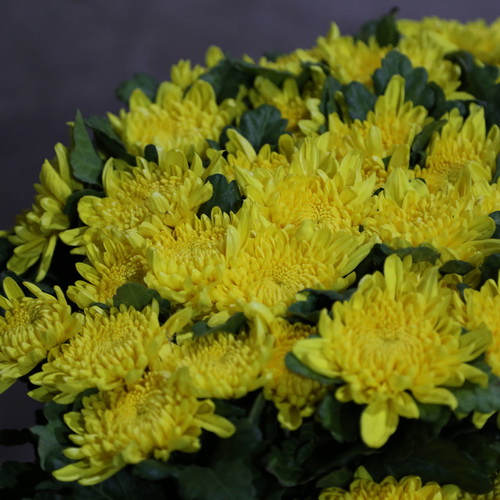Sing Head Chrysanthemum-02