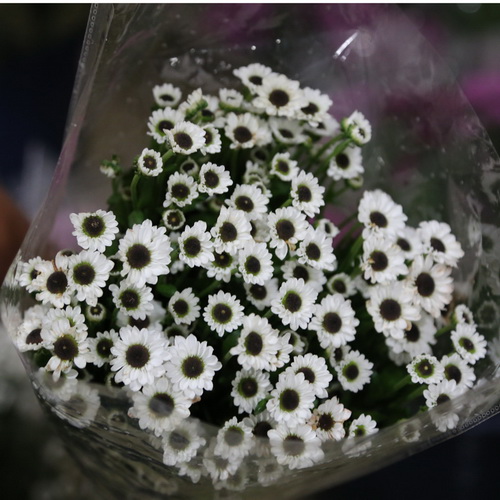 Daisy Chrysanthemum-17