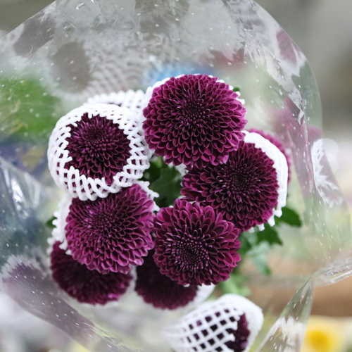 PingPong Chrysanthemum-04