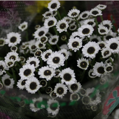 Daisy Chrysanthemum-09