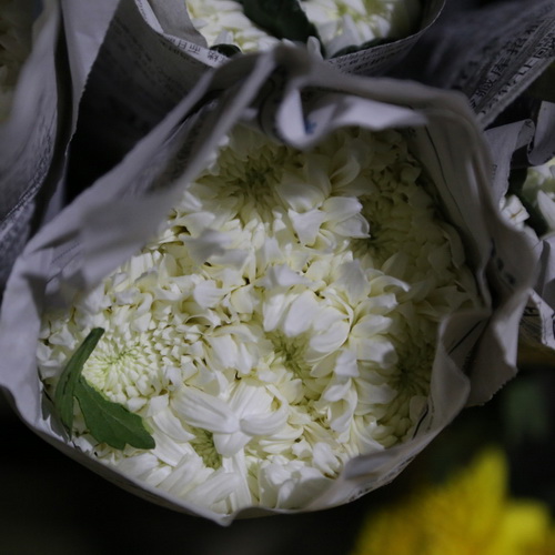 Sing Head Chrysanthemum-01