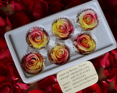 5-6CM(6pcs-box) Bi-color preserved rose head-12