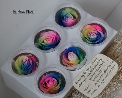 5-6CM(6pcs-box) Bi-color preserved rose head-15