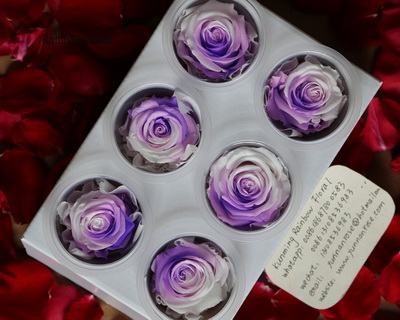 5-6CM(6pcs-box) Bi-color preserved rose head-13