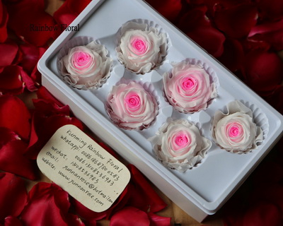 5-6CM(6pcs-box) Bi-color preserved rose head-05