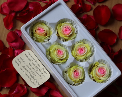 5-6CM(6pcs-box) Bi-color preserved rose head-03