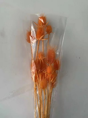 Preserved Small Teasel Flower-16