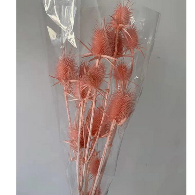 Preserved Small Teasel Flower-22