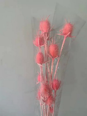 Preserved Small Teasel Flower-23