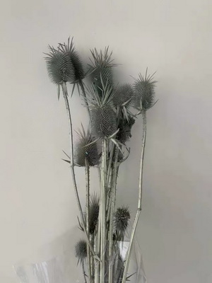 Preserved Small Teasel Flower-08