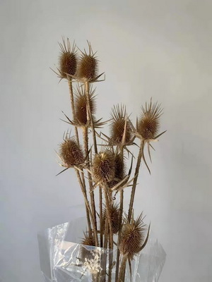 Preserved Small Teasel Flower-10