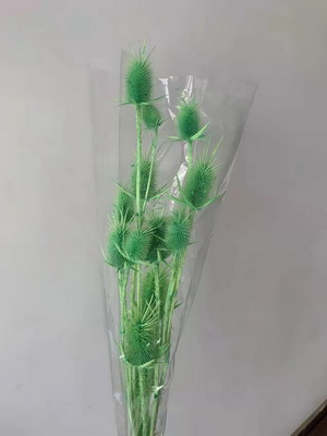 Preserved Small Teasel Flower-13