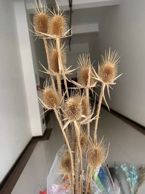 Preserved Small Teasel Flower-02