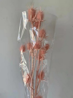 Preserved Small Teasel Flower-21