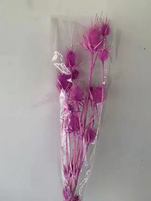 Preserved Small Teasel Flower-18