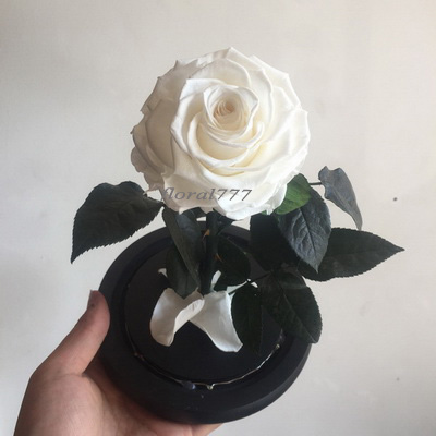 Preserved Rose in glass-03