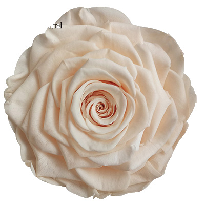 9-10CM Big Size preserved Rose head(1pcs-box)-13